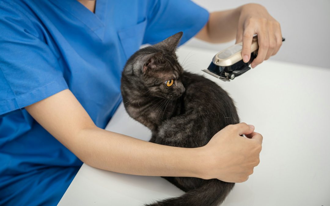 Navigating the Challenges: Grooming a Cat That Dislikes Being Groomed