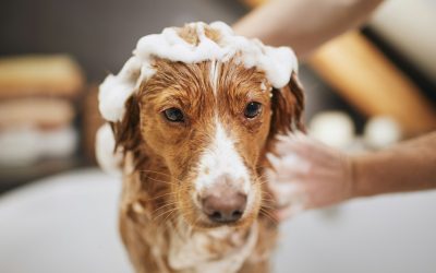 Deciphering the Bathing Schedule: How Often Should You Wash Your Pets?